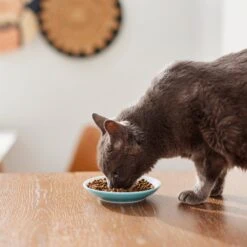 Pixar Finding Nemo Non-Skid Ceramic Cat Dish -Pawfect Care 291405 PT3. AC SS1800 V1633980066