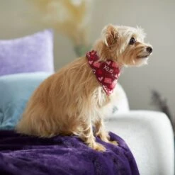 Frisco Love Letters Dog & Cat Bandana -Pawfect Care 292051 PT7. AC SS1800 V1702598609