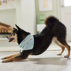 STAR WARS STORMTROOPER Easter Bunnies Dog & Cat Bandana -Pawfect Care 297564 PT5. AC SS1800 V1640712773