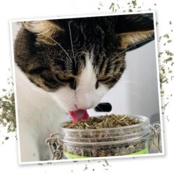 Meowijuana Catnip Pawty Mix, 60-g Jar & Meowijuana Refillable Get Buzzed Catnip Bee Cat Toy -Pawfect Care 298212 PT4. AC SS1800 V1621300044