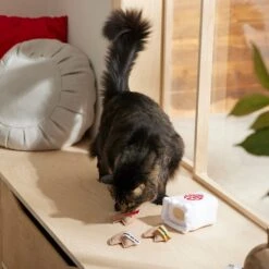 Frisco Lunar New Year Fortune Cookie Plush Cat Toy With Catnip -Pawfect Care 298909 PT3. AC SS1800 V1640269104