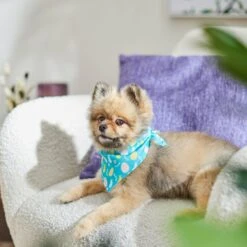 Frisco Spring Easter Egg Dog & Cat Bandana -Pawfect Care 300663 PT5. AC SS1800 V1641539822