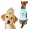 Frisco Happy Birthday Dog & Cat Crown & Frisco It's My Birthday & Cat T-Shirt -Pawfect Care 302470 MAIN. AC SS1800 V1623076950