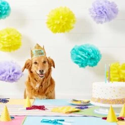 Frisco Happy Birthday Dog & Cat Crown & Frisco It's My Birthday & Cat T-Shirt -Pawfect Care 302470 PT3. AC SS1800 V1623073946