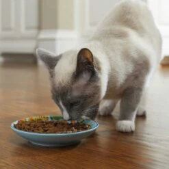 Frisco New York Non-skid Ceramic Cat Dish & Frisco New York Non-skid Ceramic Cat Bowl -Pawfect Care 302488 PT4. AC SS1800 V1623069142