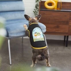 STAR WARS THE MANDALORIAN GROGU "Cutest Bounty" Reversible Dog & Cat Bandana & STAR WARS THE MANDALORIAN GROGU "Left Unsupervised" Dog & Cat T-Shirt -Pawfect Care 303014 PT6. AC SS1800 V1632370589