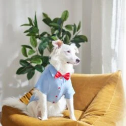 Disney Mickey Mouse Chambray Dog & Cat Shirt -Pawfect Care 311822 PT8. AC SS1800 V1643329761