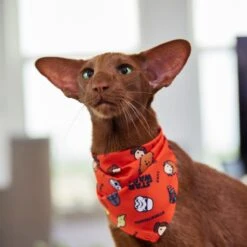 STAR WARS Pictogram Dog & Cat Bandana -Pawfect Care 311873 PT8. AC SS1800 V1643322232