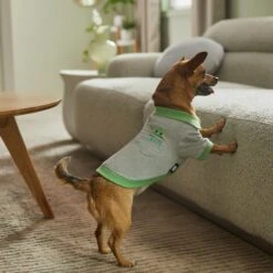 STAR WARS THE MANDALORIAN GROGU "Precious Cargo" Dog & Cat Polo -Pawfect Care 311917 PT8. AC SS1800 V1643329083