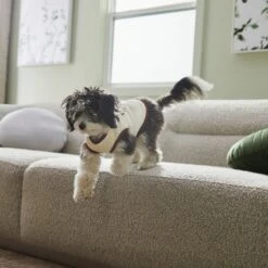 Frisco Problem Child Dog & Cat T-Shirt -Pawfect Care 312064 PT5. AC SS1800 V1673303462