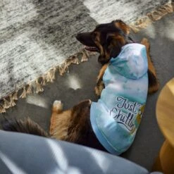 Frisco Just Chillin Dog & Cat Hoodie -Pawfect Care 312233 PT8. AC SS1800 V1644881922