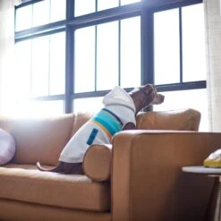 Frisco Striped Dog & Cat Hoodie -Pawfect Care 312265 PT8. AC SS1800 V1644884817