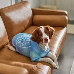 Frisco Peace Love Rescue Dog & Cat T-Shirt -Pawfect Care 315068 PT8. AC SS1800 V1646351303