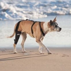 WALKABOUT Dog & Cat Knee Brace -Pawfect Care 325492 PT3. AC SS1800 V1687375247