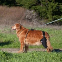 WALKABOUT Dog & Cat Knee Brace -Pawfect Care 325492 PT4. AC SS1800 V1687374898