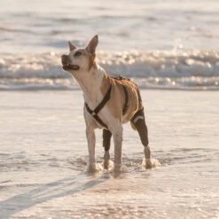 WALKABOUT Chest Halter Adjustable Dog & Cat Harness, Black -Pawfect Care 325533 PT2. AC SS1800 V1635736588