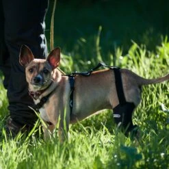 WALKABOUT Chest Halter Adjustable Dog & Cat Harness, Black -Pawfect Care 325533 PT3. AC SS1800 V1635736927