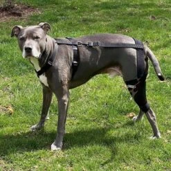 WALKABOUT Chest Halter Adjustable Dog & Cat Harness, Black -Pawfect Care 325533 PT4. AC SS1800 V1635742032