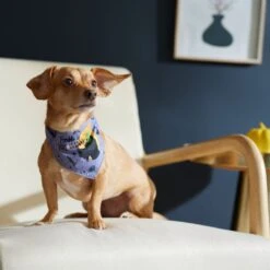 Disney Hocus Pocus Reversible Dog & Cat Bandana -Pawfect Care 334706 PT8. AC SS1800 V1657656875