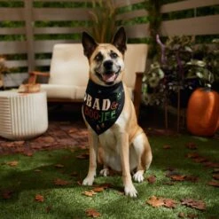 Frisco Bad & Boo-Jee Dog & Cat Costume Bandana -Pawfect Care 334807 PT6. AC SS1800 V1660056594