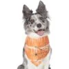 Frisco Orange Spiderweb Dog & Cat Costume Bandana -Pawfect Care 335046 MAIN. AC SS1800 V1658719175