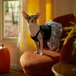 Frisco Silver Metallic Skull Dog & Cat Dress -Pawfect Care 335154 PT7. AC SS1800 V1657663214