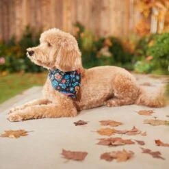 Pixar Coco Remember Me Dog & Cat Bandana -Pawfect Care 335293 PT7. AC SS1800 V1658150482