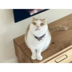 Necoichi Gilded Gold Bow Tie Breakaway Cat Collar -Pawfect Care 335341 PT4. AC SS1800 V1643668311