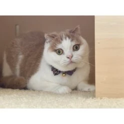 Necoichi Gilded Gold Bow Tie Breakaway Cat Collar -Pawfect Care 335341 PT5. AC SS1800 V1643675514