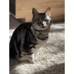 Necoichi Hanami Bow Tie Breakaway Cat Collar -Pawfect Care 335355 PT7. AC SS1800 V1644903730