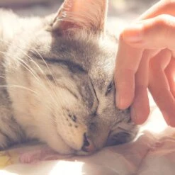 Pet Adobe Enclosed Cat Bed -Pawfect Care 344952 PT4. AC SS1800 V1637280838