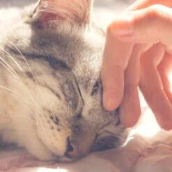 Pet Adobe Soft Enclosed Igloo Cat Bed -Pawfect Care 344996 PT4. AC SS1800 V1637287347