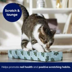 Frisco Single-Wide Cat Scratcher Toy With Catnip, Tropical Paradise, 2 Count -Pawfect Care 347217 PT3. AC SS1800 V1659699275