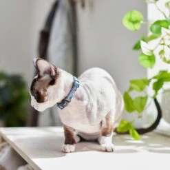 Pixar Finding Nemo Cat Collar -Pawfect Care 347534 PT8. AC SS1800 V1648821525