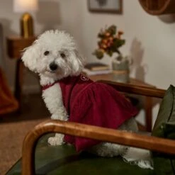 Frisco Sleepy Face Dog & Cat Dress -Pawfect Care 353657 PT6. AC SS1800 V1660750164