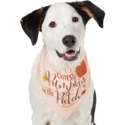 Frisco Cutest Pumpkin In The Patch Dog & Cat Bandana -Pawfect Care 353777 PT2. AC SS1800 V1659010334