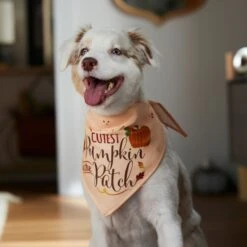 Frisco Cutest Pumpkin In The Patch Dog & Cat Bandana -Pawfect Care 353777 PT6. AC SS1800 V1660749986