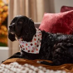 Frisco Apple Dog & Cat Bandana -Pawfect Care 353786 PT6. AC SS1800 V1660749688