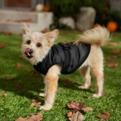 Frisco Lightweight Belted Puffer Dog & Cat Jacket -Pawfect Care 353825 PT7. AC SS1800 V1660749777