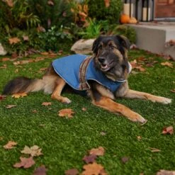 Frisco Mid-Heavyweight Western Fleece Lined Faux Zipper Dog & Cat Coat -Pawfect Care 353908 PT7. AC SS1800 V1660750191