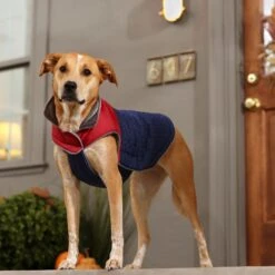 Frisco Mediumweight Cubed Dog & Cat Coat -Pawfect Care 353917 PT7. AC SS1800 V1660750073