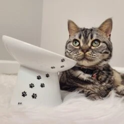 Necoichi Tilted Stress Free Raised Cat Food Bowl -Pawfect Care 357117 PT7. AC SS1800 V1700515634