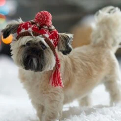 Frisco Reindeer Fair Isle Dog & Cat Pom Hat -Pawfect Care 358309 PT4. AC SS1800 V1661797821