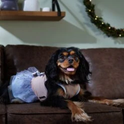 Disney Frozen's Anna & Elsa Dog & Cat Dress -Pawfect Care 358396 PT7. AC SS1800 V1661799561