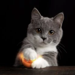 Petlinks Flicker Fun Electronic Light Ball Cat Toy, Green, Small 11 Petlinks Flicker Fun Electronic Light Ball Cat Toy, Green, Small -Pawfect Care 362898 PT3. AC SS1800 V1642642035