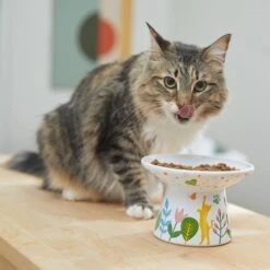 Frisco Cat Face Floral Wide Shape Elevated Non-Skid Ceramic Cat Bowl -Pawfect Care 363377 PT3. AC SS1800 V1657657267
