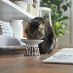 Frisco Cat Face Wide Shape Elevated Non-Skid Ceramic Cat Bowl -Pawfect Care 363381 PT3. AC SS1800 V1657657267