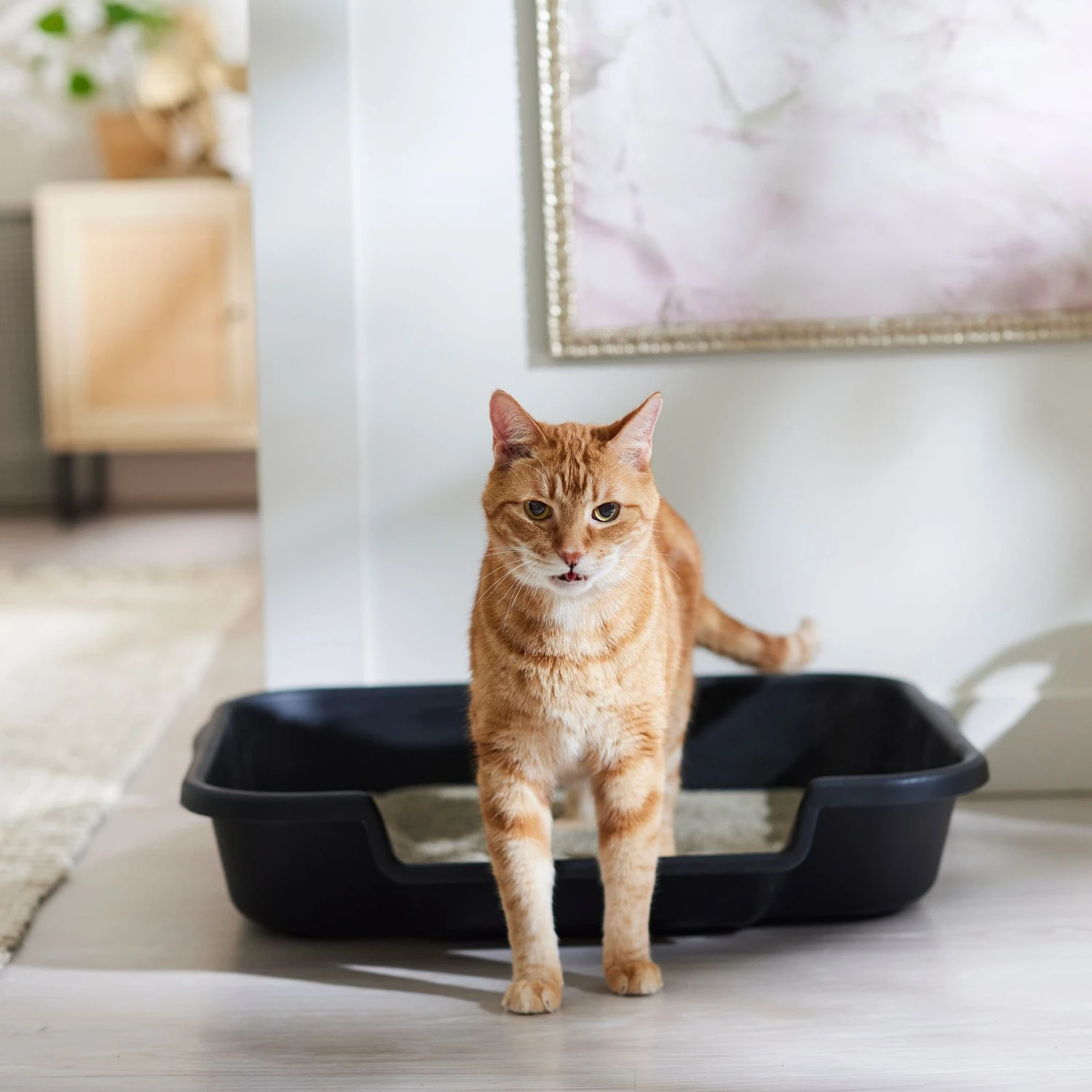 Feliway MultiCat Calming Diffuser Refill For Cats, 30 Day & Arm & Hammer Litter Clump & Seal Multi-Cat Scented Clumping Clay Cat Litter 11 Feliway MultiCat Calming Diffuser Refill For Cats, 30 Day & Arm & Hammer Litter Clump & Seal Multi-Cat Scented Clumping Clay Cat Litter - Image 9