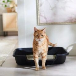 Feliway Optimum Enhanced Calming 30 Day Diffuser For Cats & Arm & Hammer Litter Clump & Seal Multi-Cat Scented Clumping Clay Cat Litter -Pawfect Care 365473 PT8. AC SS1800 V1686575351