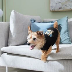 Frisco Birthday Vibe Dog & Cat T-Shirt -Pawfect Care 368790 PT7. AC SS1800 V1664994272